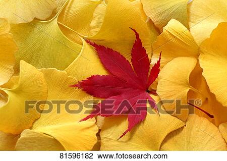 Autumn foliage View Large Photo Image Stock Image - Autumn foliage. Fotosearch