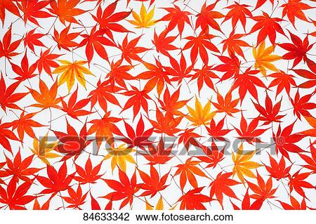 Autumn foliage View Large Photo Image Stock Image - Autumn foliage. Fotosearch