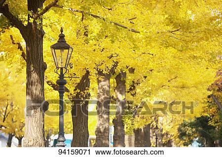 Autumn foliage View Large Photo Image Stock Image - Autumn foliage. Fotosearch