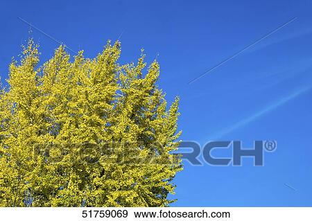 Stock Photo - Autumn foliage. Fotosearch