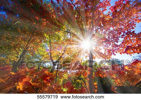Autumn foliage View Large Photo Image Stock Photo - Autumn foliage. Fotosearch