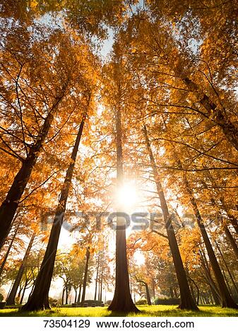 Autumn foliage View Large Photo Image Stock Photo - Autumn foliage. Fotosearch