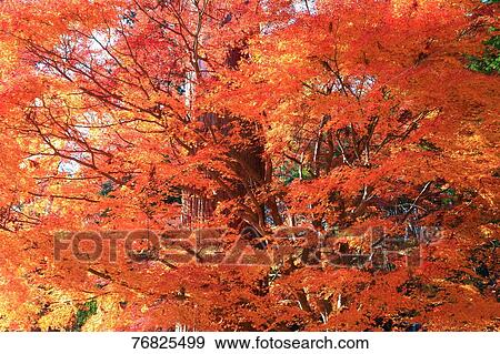Autumn foliage View Large Photo Image Stock Photo - Autumn foliage. Fotosearch