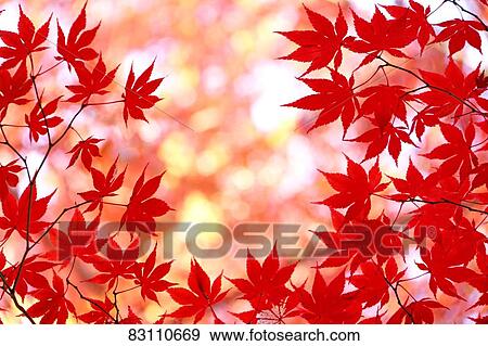Stock Photo - Autumn foliage. Fotosearch