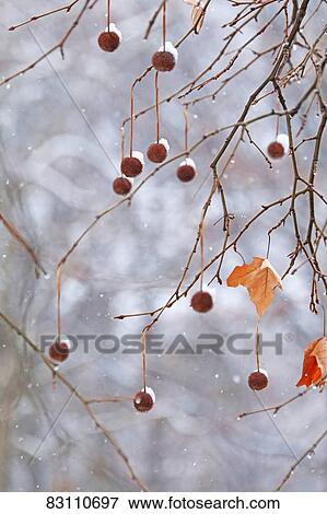 Autumn foliage View Large Photo Image Stock Photo - Autumn foliage. Fotosearch