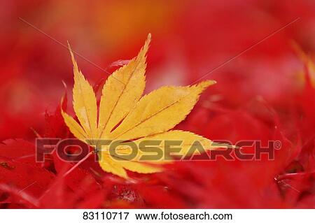 Autumn foliage View Large Photo Image Stock Photo - Autumn foliage. Fotosearch