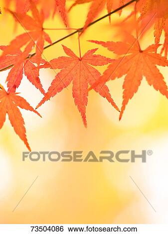 Autumn foliage View Large Photo Image Stock Photograph - Autumn foliage. Fotosearch