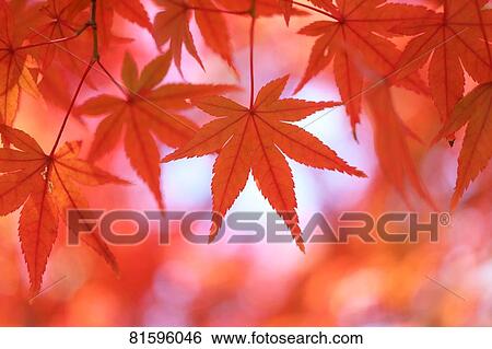 Autumn foliage View Large Photo Image Stock Photograph - Autumn foliage. Fotosearch
