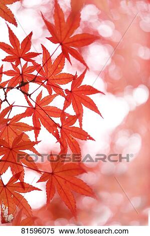 Autumn foliage View Large Photo Image Stock Photography - Autumn foliage. Fotosearch