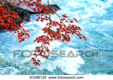 Autumn foliage View Large Photo Image Stock Photography - Autumn foliage. Fotosearch