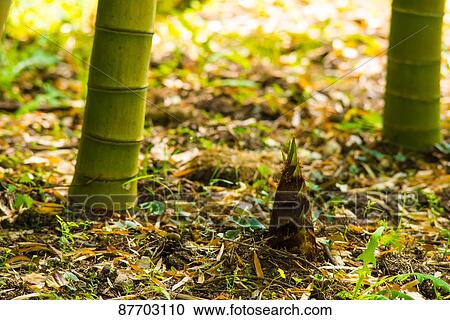 Stock Image - Bamboo Shoot. Fotosearch