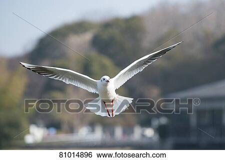 Stock Photograph - Black-headed gull. Fotosearch