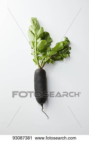 Black radish View Large Photo Image Stock Image - Black radish. Fotosearch