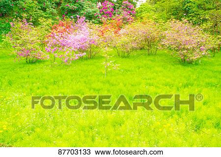 Stock Image - Blooming flowers. Fotosearch