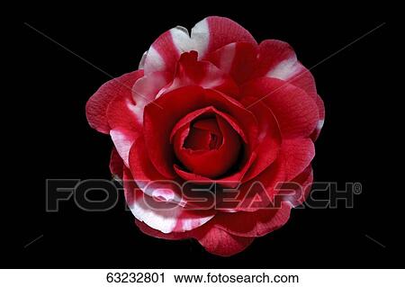 Stock Image - Camellia. Fotosearch