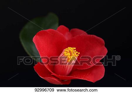 Camellia View Large Photo Image Stock Photo - Camellia. Fotosearch