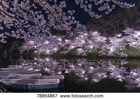 Stock Photo - Cherry blossoms at Takada Castle Park, Niigata Prefecture, Japan. Fotosearch