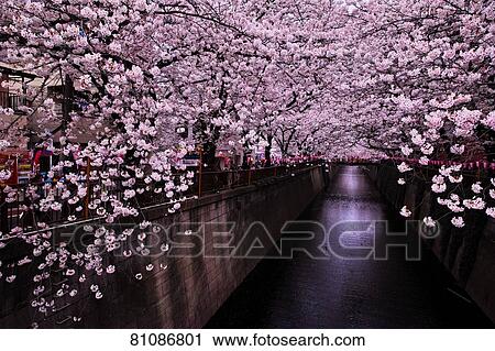 Stock Image - Cherry blossoms blooming downtown Tokyo. Fotosearch