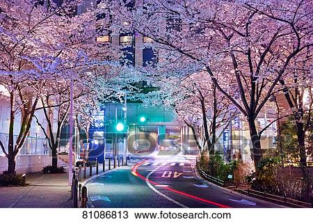 Stock Image - Cherry blossoms blooming downtown Tokyo. Fotosearch