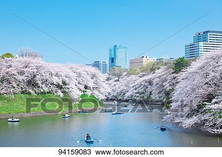 Cherry blossoms blooming downtown Tokyo View Large Photo Image Stock Image - Cherry blossoms blooming downtown Tokyo. Fotosearch