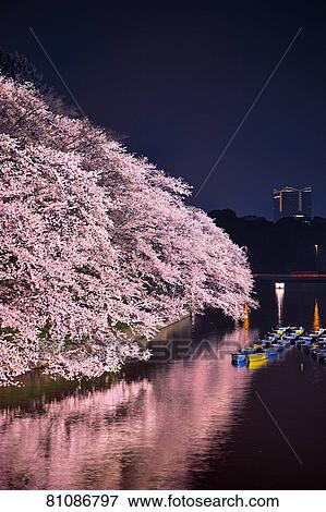 Stock Photo - Cherry blossoms blooming downtown Tokyo. Fotosearch
