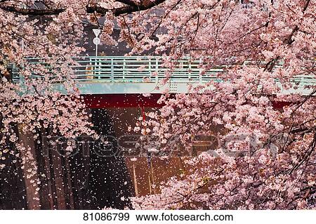 Stock Photo - Cherry blossoms blooming downtown Tokyo. Fotosearch