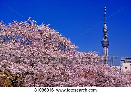 Stock Photograph - Cherry blossoms blooming downtown Tokyo. Fotosearch