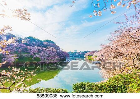 Cherry blossoms blooming downtown Tokyo View Large Photo Image Stock Photograph - Cherry blossoms blooming downtown Tokyo. Fotosearch