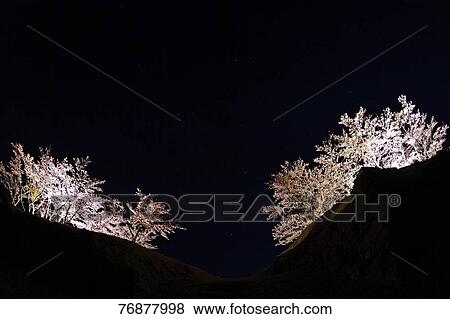Cherry blossoms light-up View Large Photo Image Stock Photo - Cherry blossoms light-up. Fotosearch
