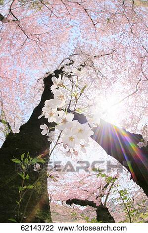 Cherry Blossoms View Large Photo Image Stock Image - Cherry Blossoms. Fotosearch