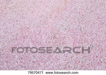 Stock Image - Cherry blossoms. Fotosearch