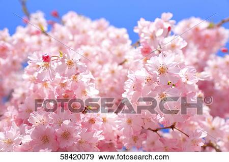 Cherry Blossoms View Large Photo Image Stock Photo - Cherry Blossoms. Fotosearch