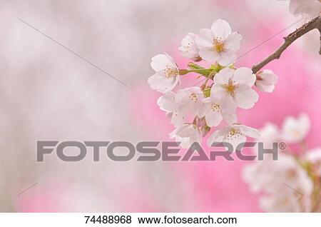 Cherry blossoms View Large Photo Image Stock Photo - Cherry blossoms. Fotosearch