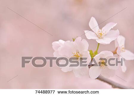 Cherry blossoms View Large Photo Image Stock Photo - Cherry blossoms. Fotosearch