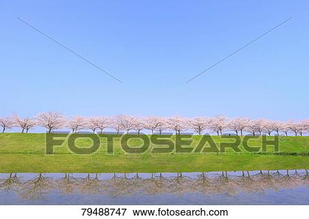 Stock Photo - Cherry blossoms. Fotosearch