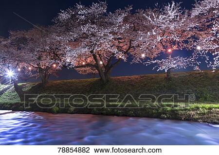 Stock Image - Cherry blossoms, Toyama Prefecture, Japan. Fotosearch