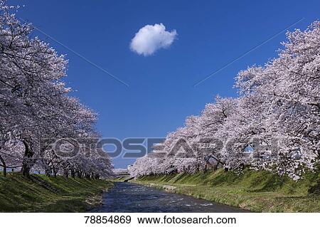 Cherry blossoms, Toyama Prefecture, Japan View Large Photo Image Stock Photo - Cherry blossoms, Toyama Prefecture, Japan. Fotosearch