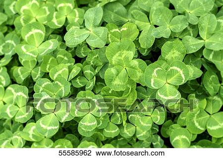 Stock Image - Clover field. Fotosearch