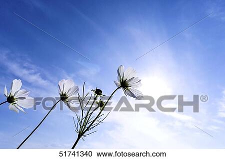 Stock Image - Cosmos field. Fotosearch