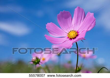Stock Photo - Cosmos field. Fotosearch