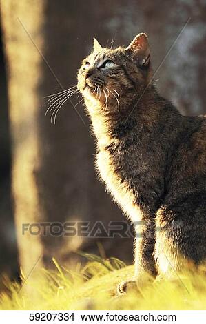 Picture - Cute cat. Fotosearch