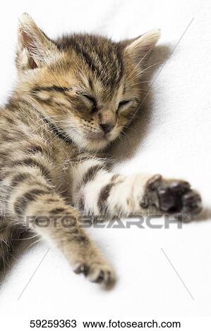 Cute cat View Large Photo Image Stock Image - Cute cat. Fotosearch