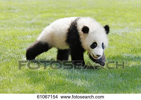 Cute panda View Large Photo Image Picture - Cute panda. Fotosearch