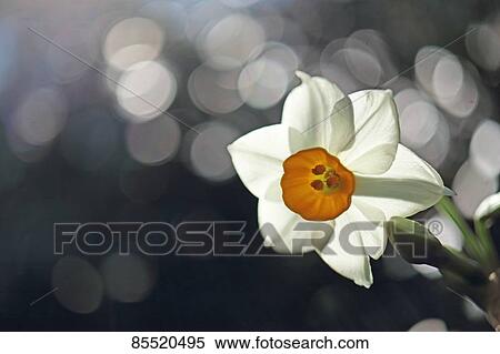 Daffodil View Large Photo Image Stock Photography - Daffodil. Fotosearch