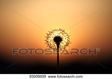 Stock Photo - Dandelion. Fotosearch