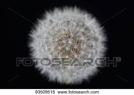 Dandelion View Large Photo Image Stock Photograph - Dandelion. Fotosearch