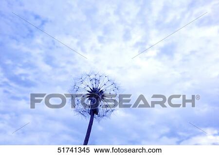 Stock Photography - Dandelion. Fotosearch
