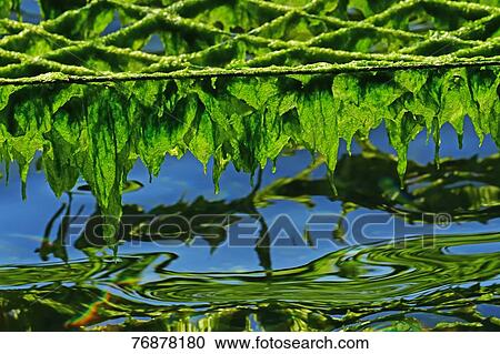 Drying seaweed View Large Photo Image Stock Image - Drying seaweed. Fotosearch