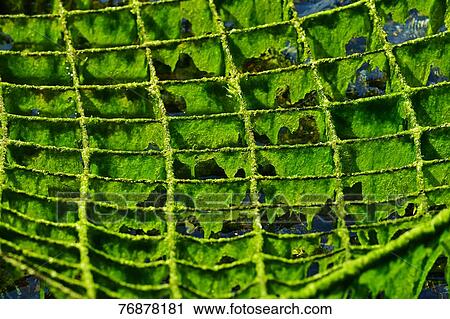 Drying seaweed View Large Photo Image Stock Image - Drying seaweed. Fotosearch