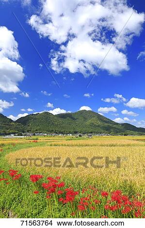 Flower field View Large Photo Image Picture - Flower field. Fotosearch